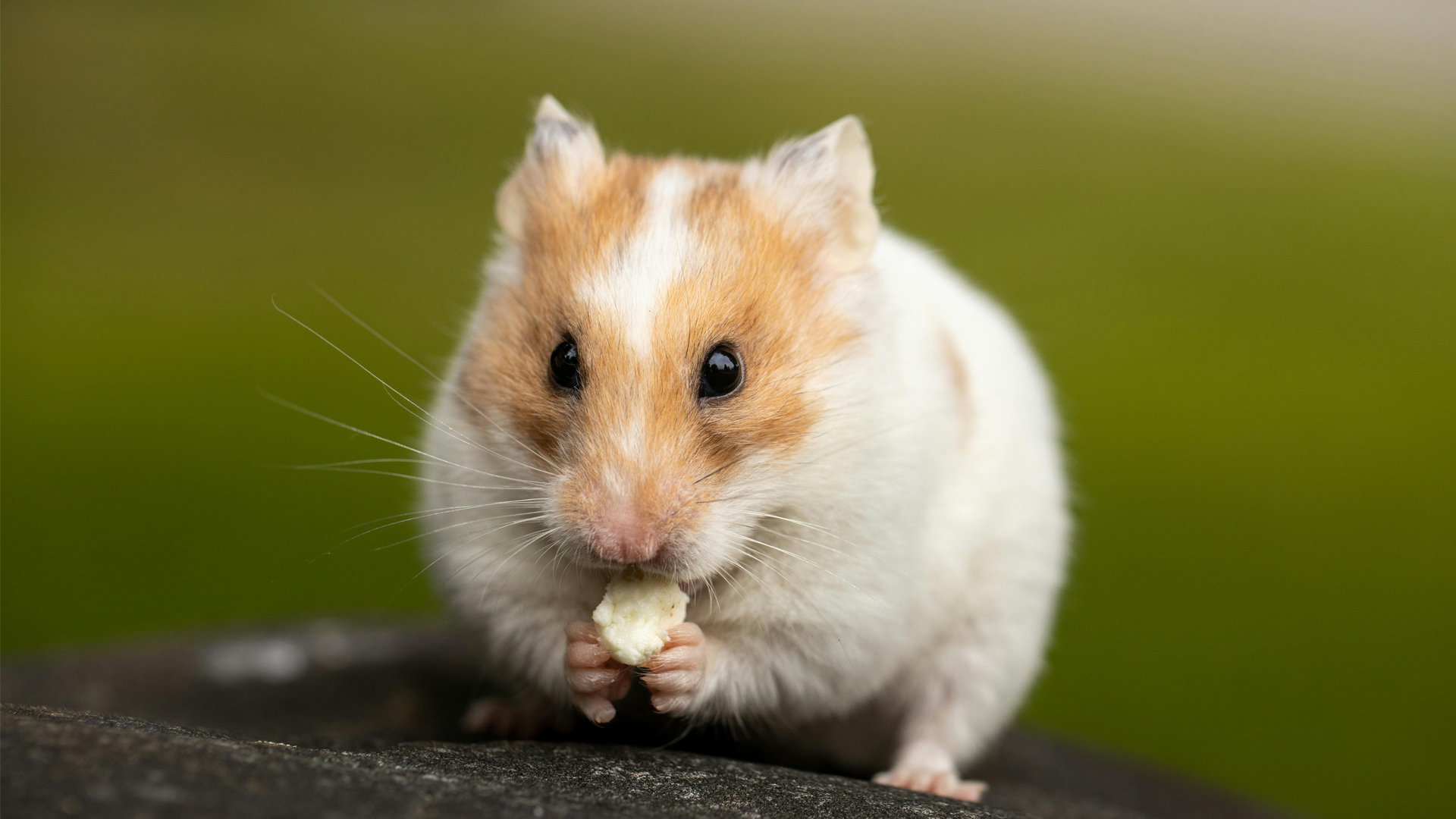 Can hamsters eat almonds?