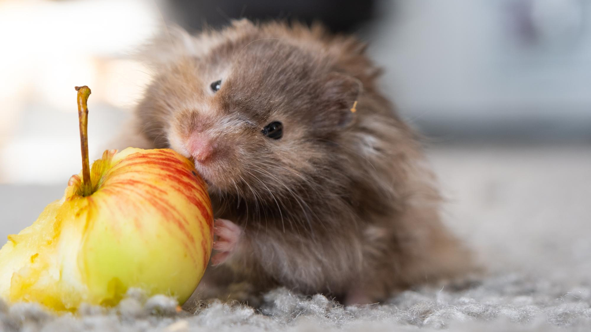 Syrian hamster eating an apple.