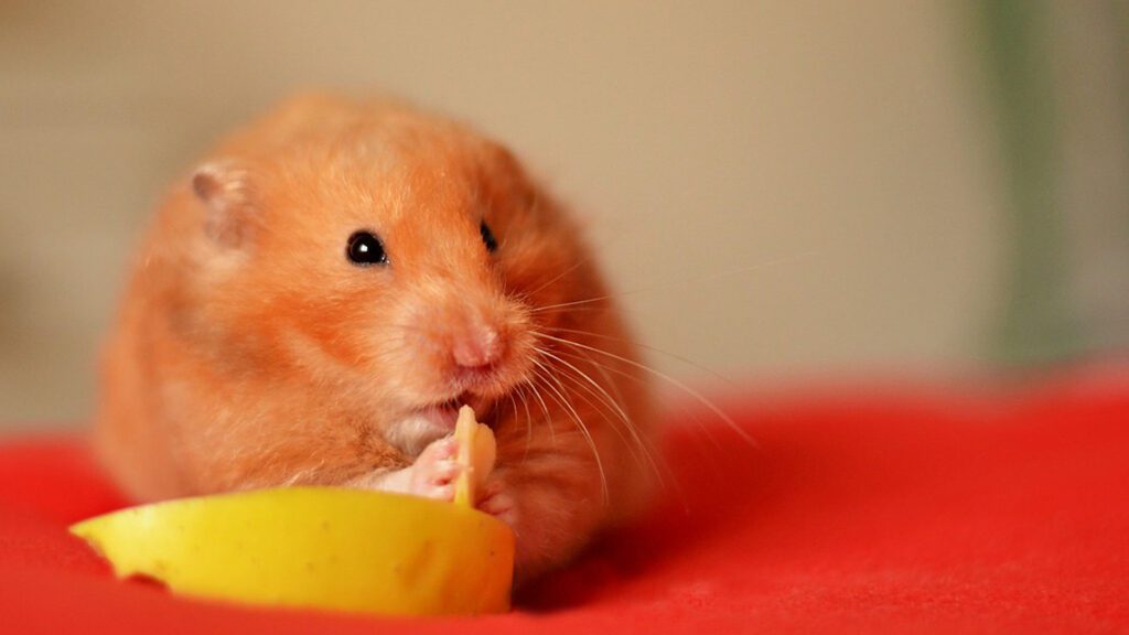 Give small pieces of apples to hamsters.
