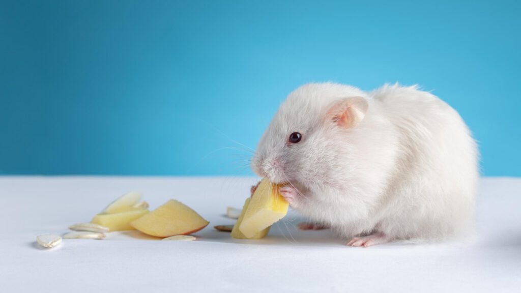 Sliced apples for hamster to eat.
