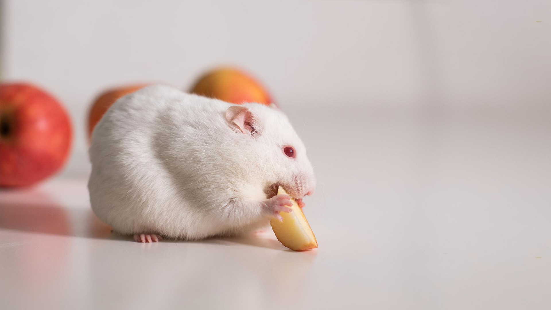 Can Hamsters Eat Apples?