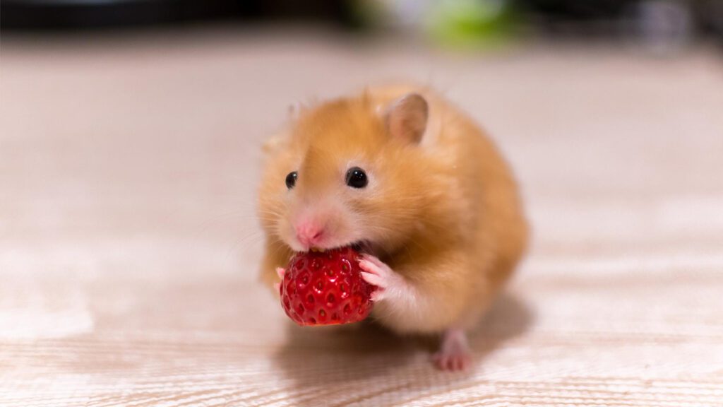 Strawberries for hamsters to eat as well.