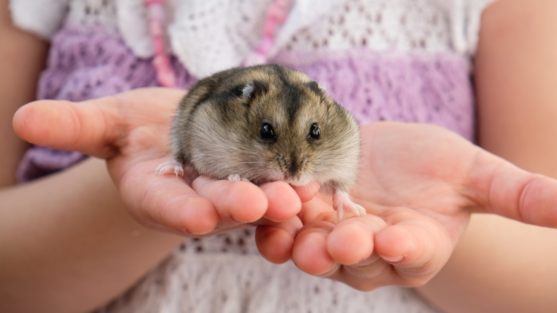 Do Hamsters Bite? 