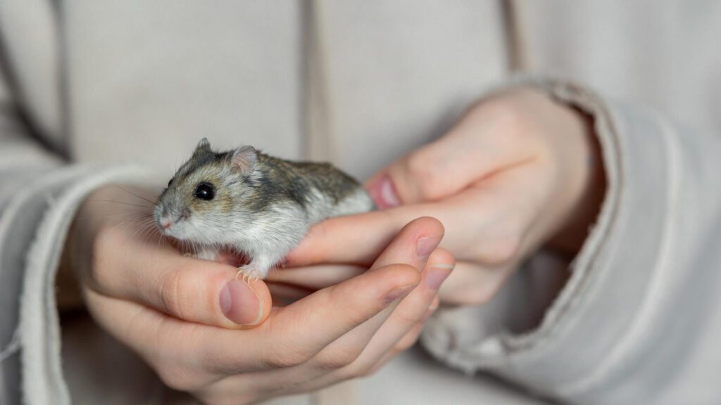 Hamster get used to your hand to stop biting.