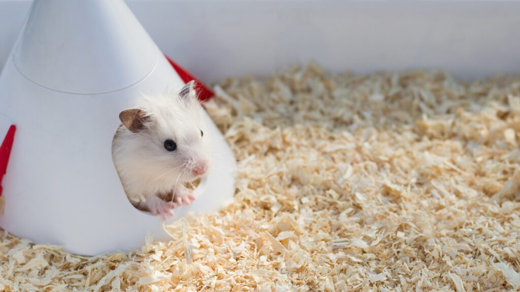 Hiding spot for hamster in cage.