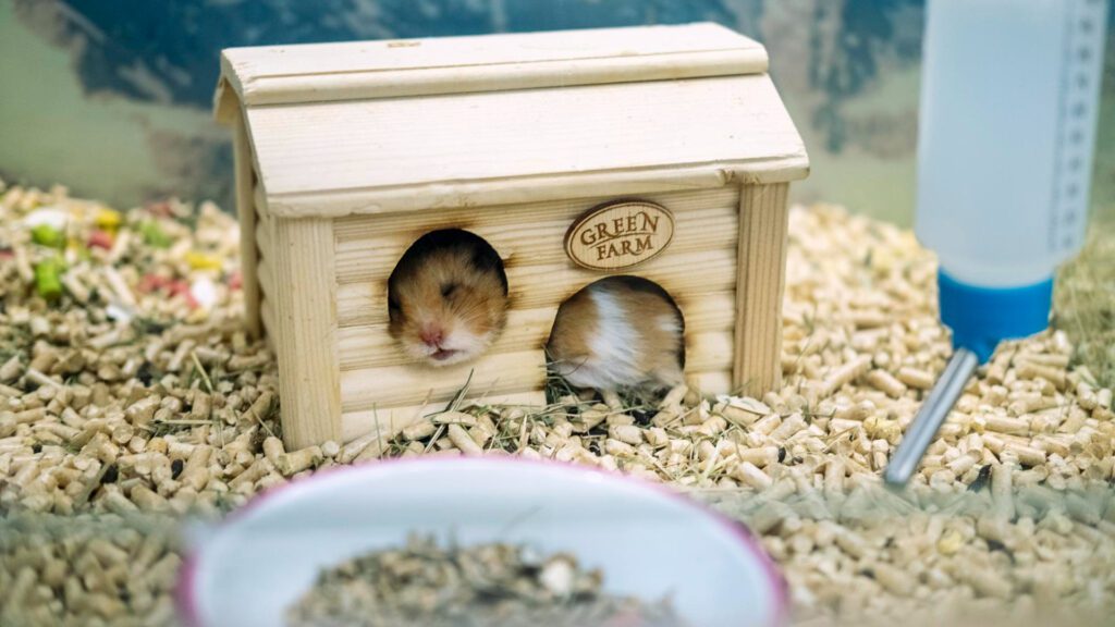 DIY wood cages for hamster.