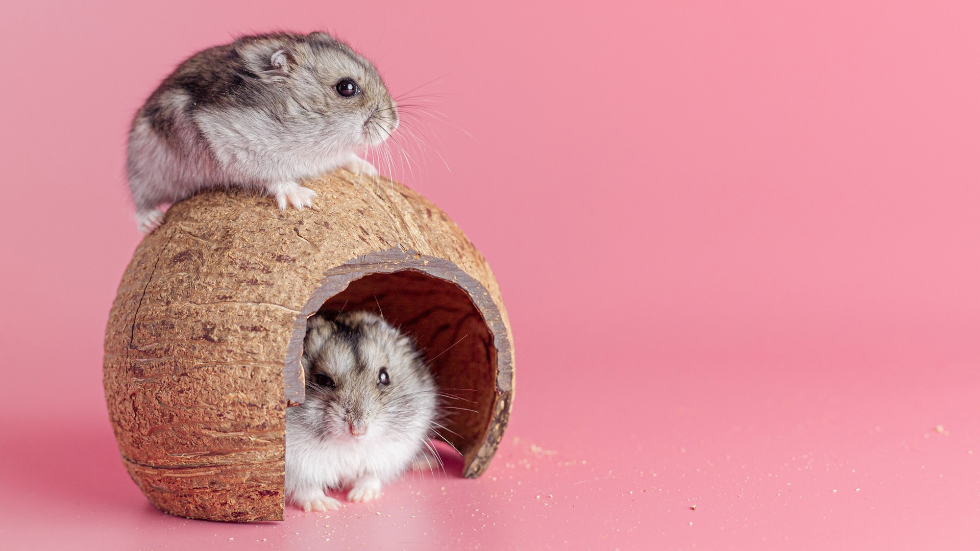 Can Hamsters Eat Celery?