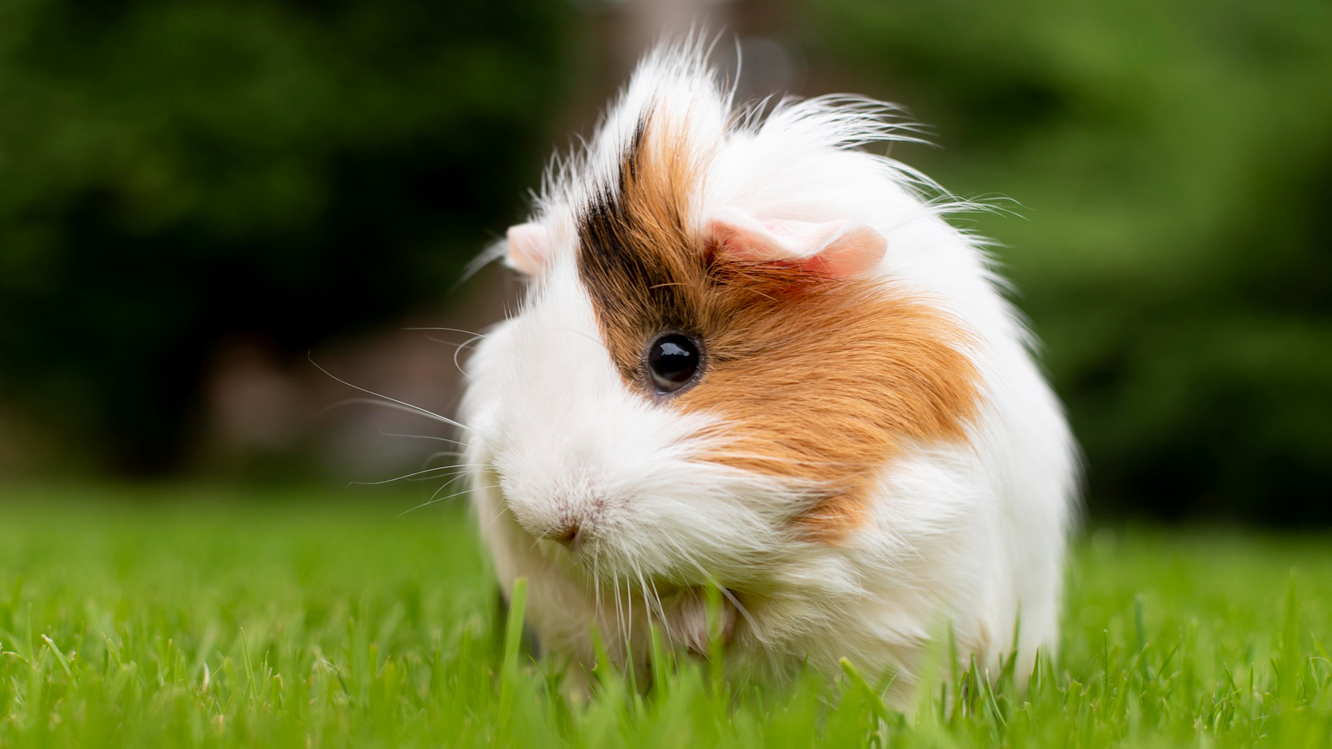 How long hamsters can go without water?