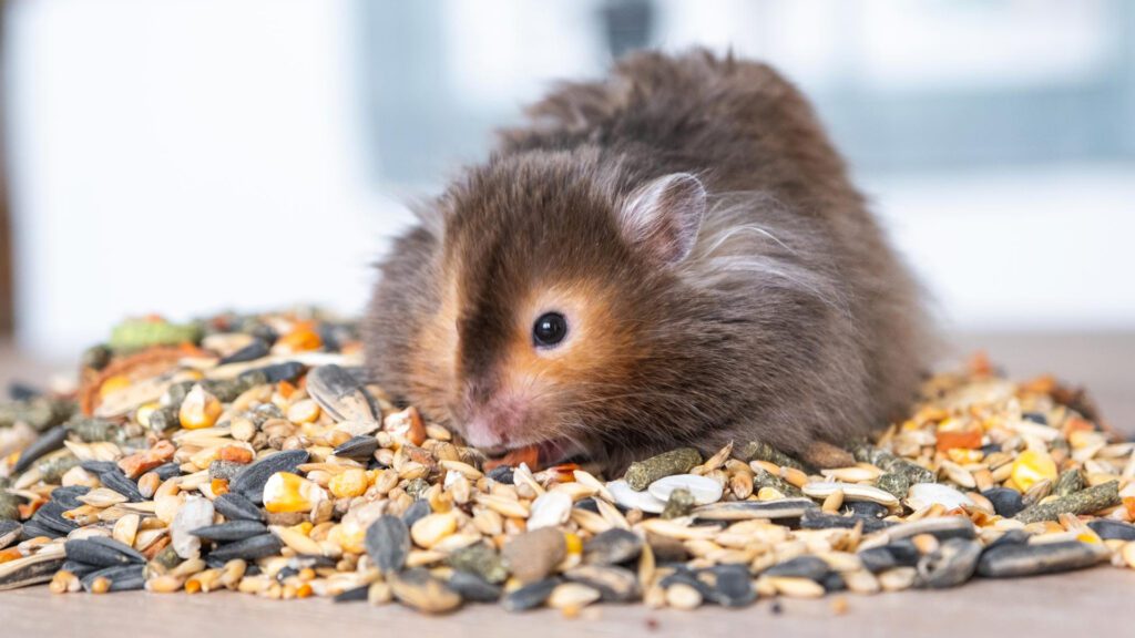 Syrian hamster eating grains and seeds.