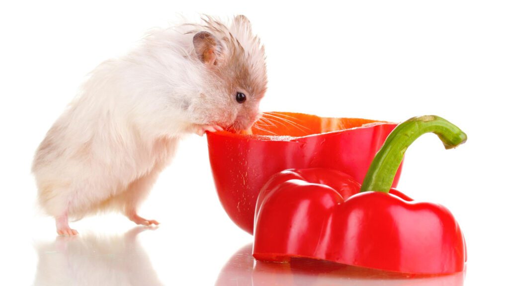 Hamster eating a bell pepper