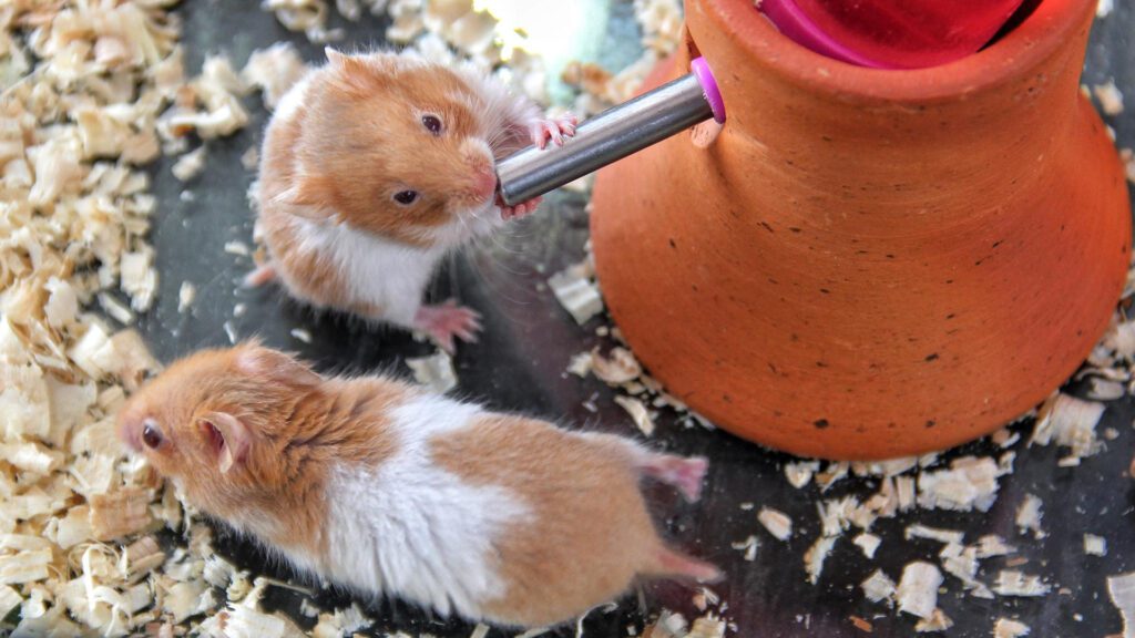 How often can hamsters drink water