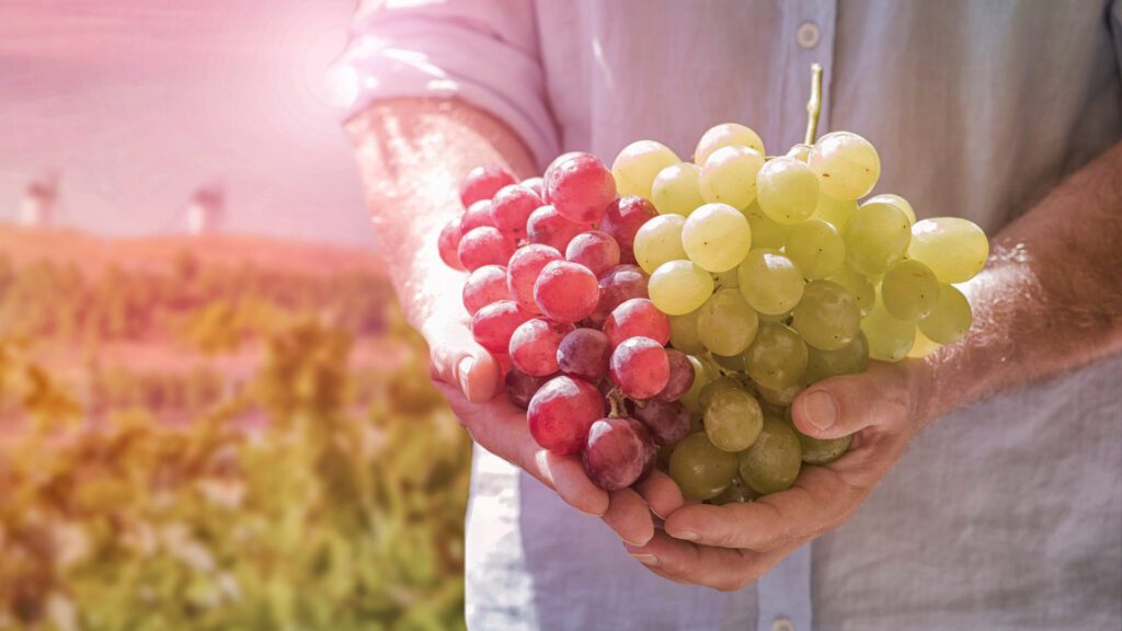 Benefits of grapes.