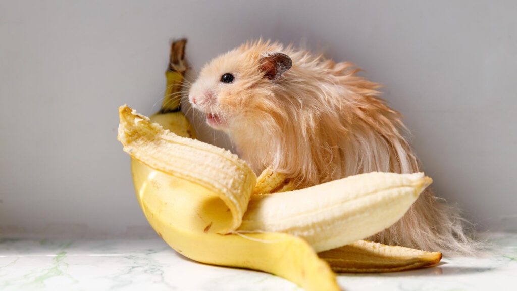 Syrian hamster eating banana.