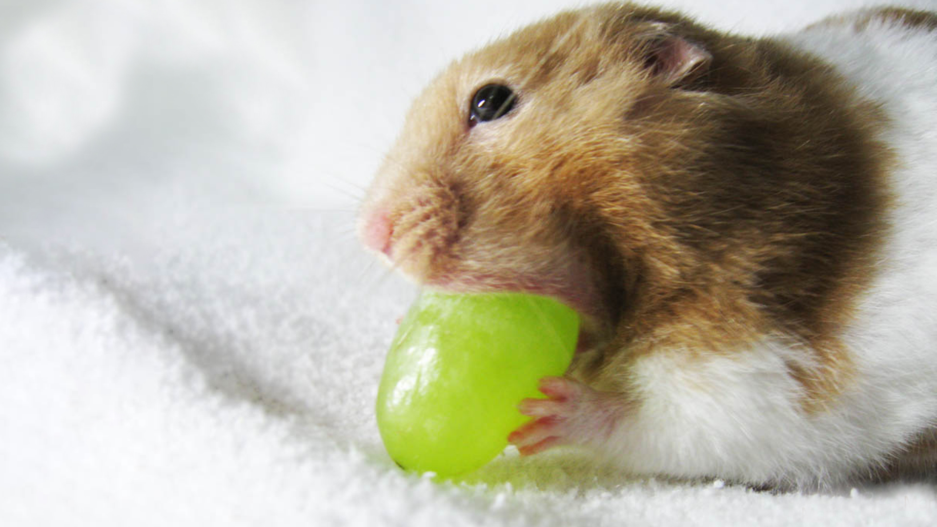 Can Hamsters Eat Grapes