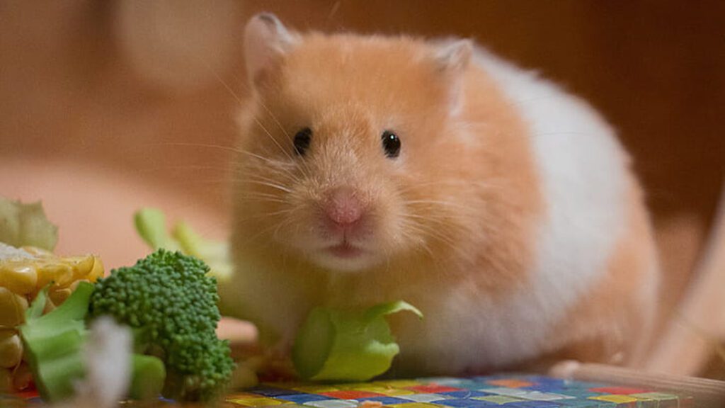 Healthy diet can effect your hamsters life expectancy.