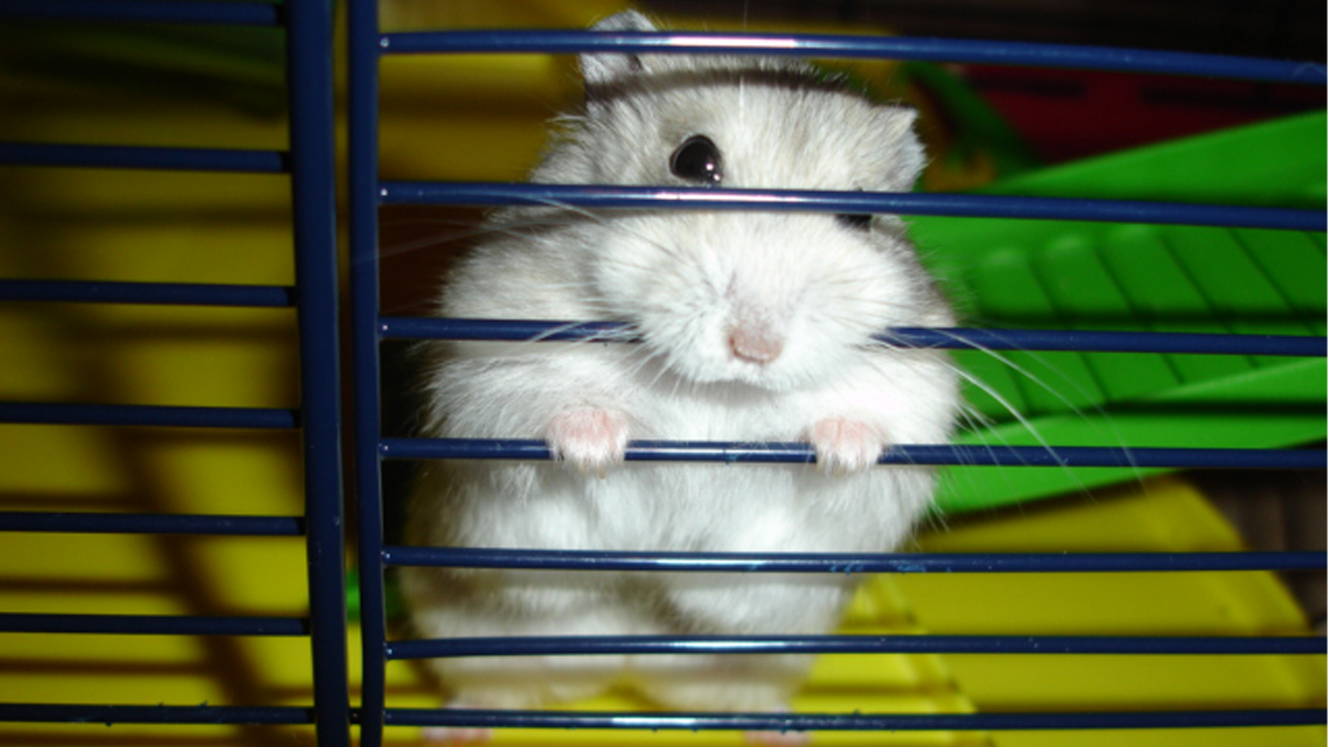 Hamster Life Expectancy.