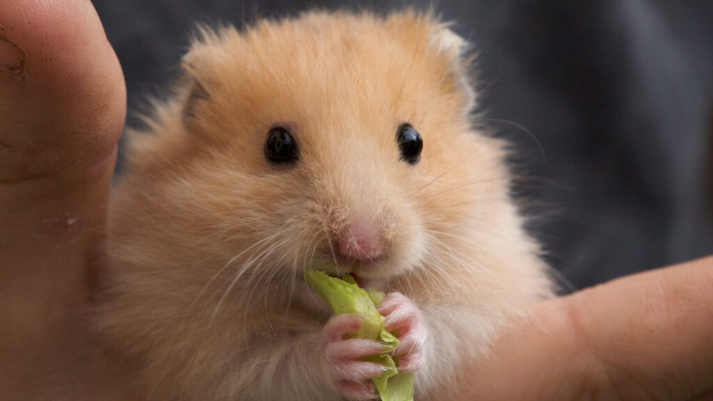 Less activities can show signs of your hamster getting old.