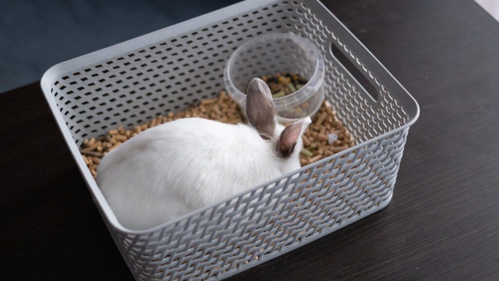 Litter training a rabbit.