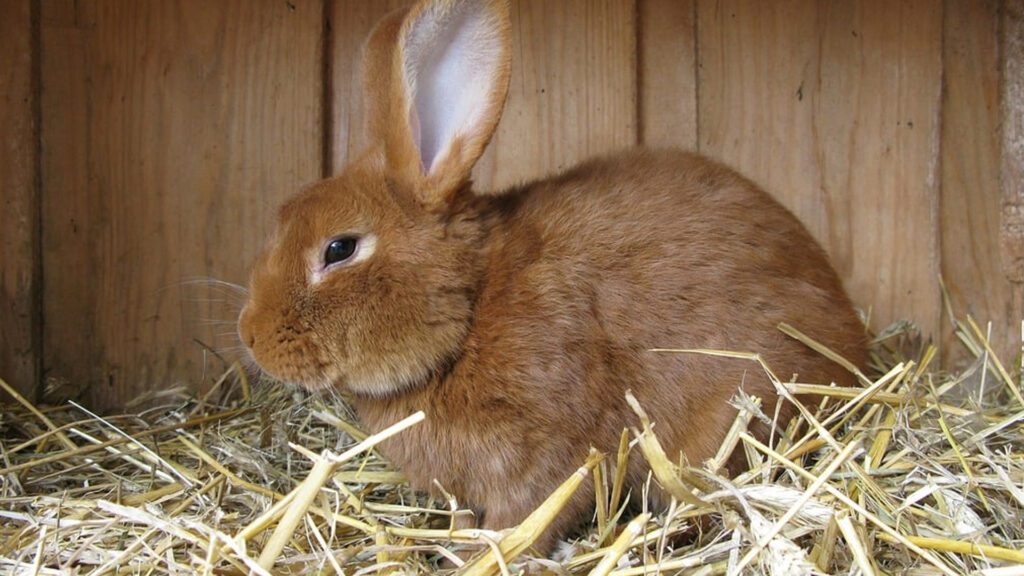 Putting in hay for rabbits to come to position.