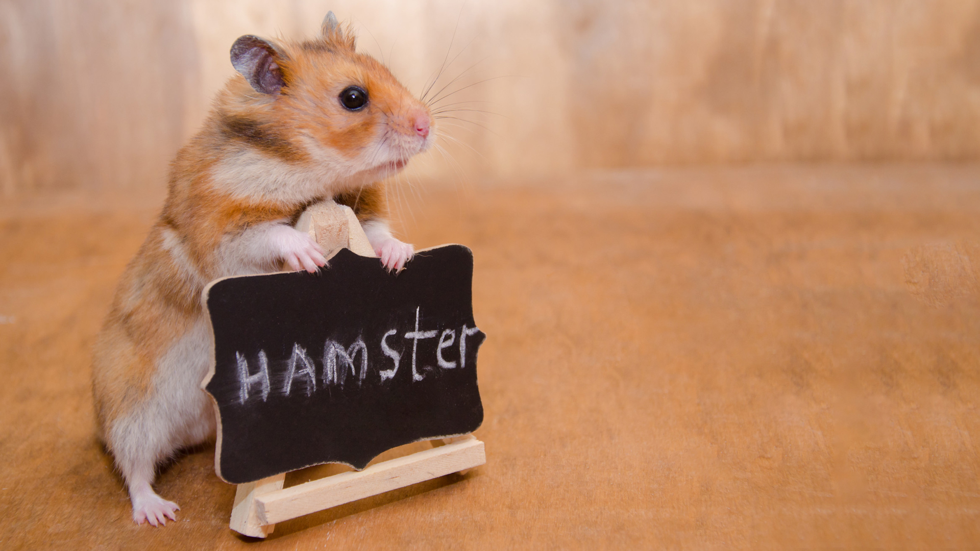 Hamster names according to their personality.