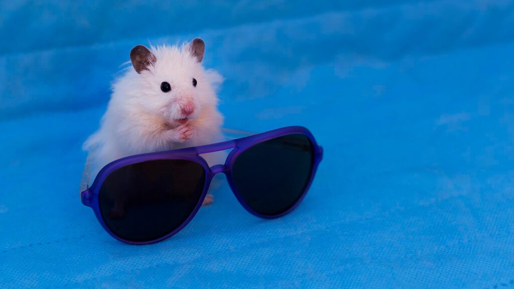 Funny names for your hamster.