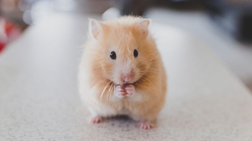 Popular names of hamster.