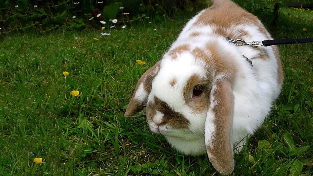 Keep your rabbit away from peanut butter.
