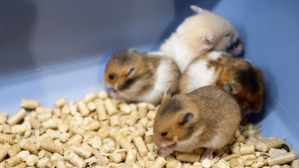 Hamster breed is friendly and social.