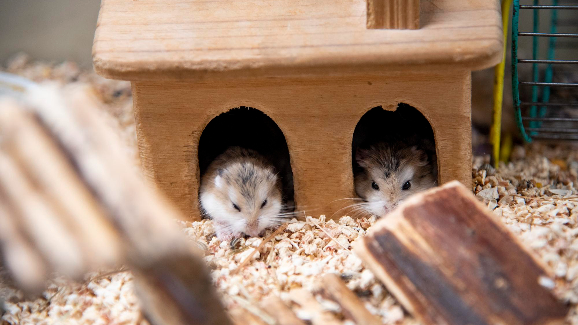 Can hamsters live together?