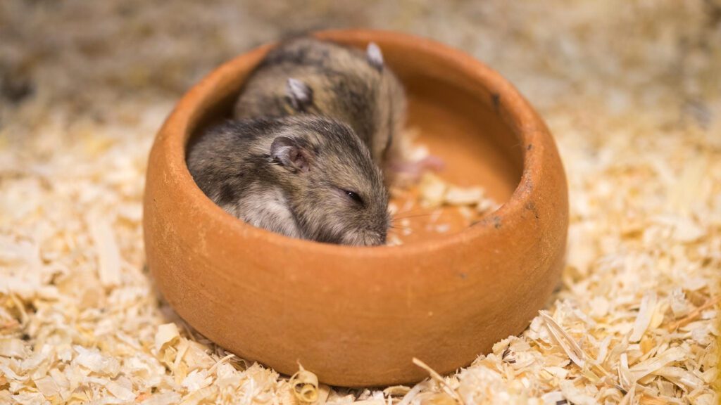 Don't wake your hamster from sleep.