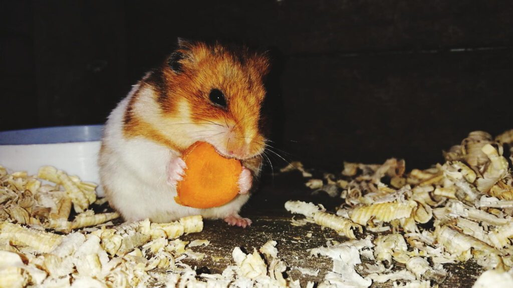 Nocturnal Hamster eating at night.