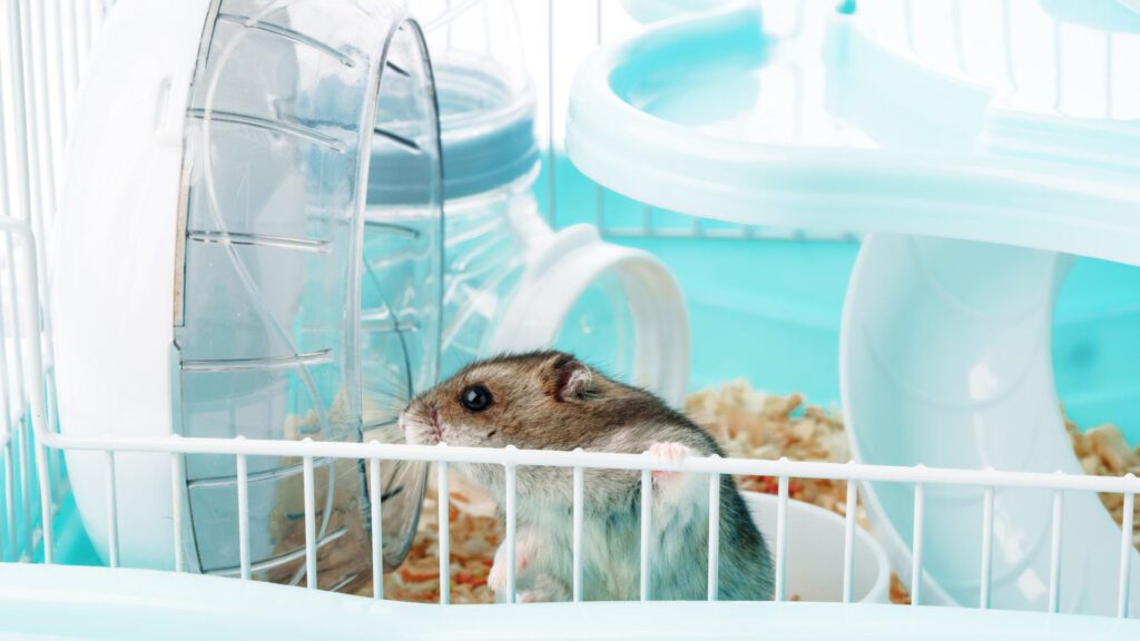 Regularly clean the cage of hamsters.