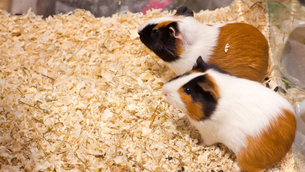Male and female hamsters.