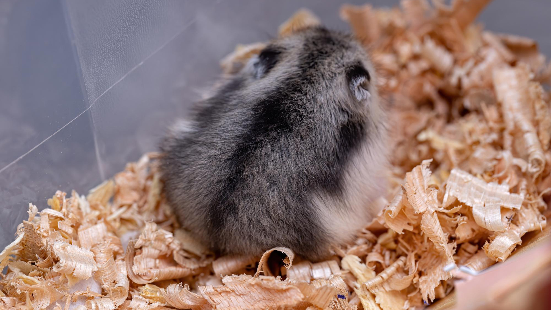 Do Hamsters Smell?