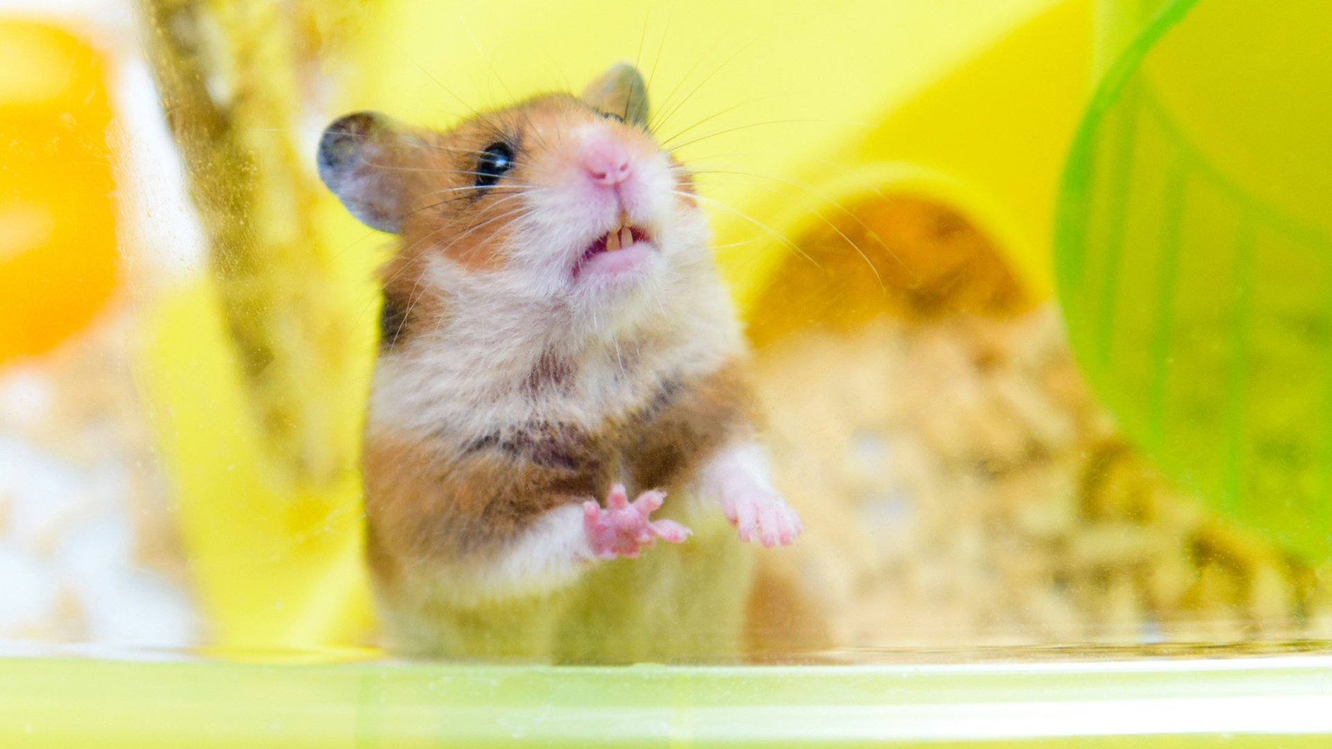 Why is my hamster squeaking?