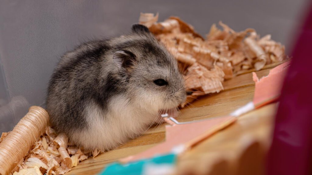 Hamster squeaking due to pain or illness.