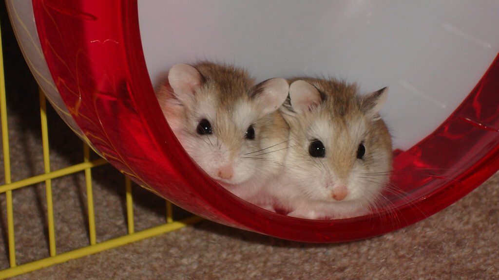 Dwarf hamsters and strawberries.