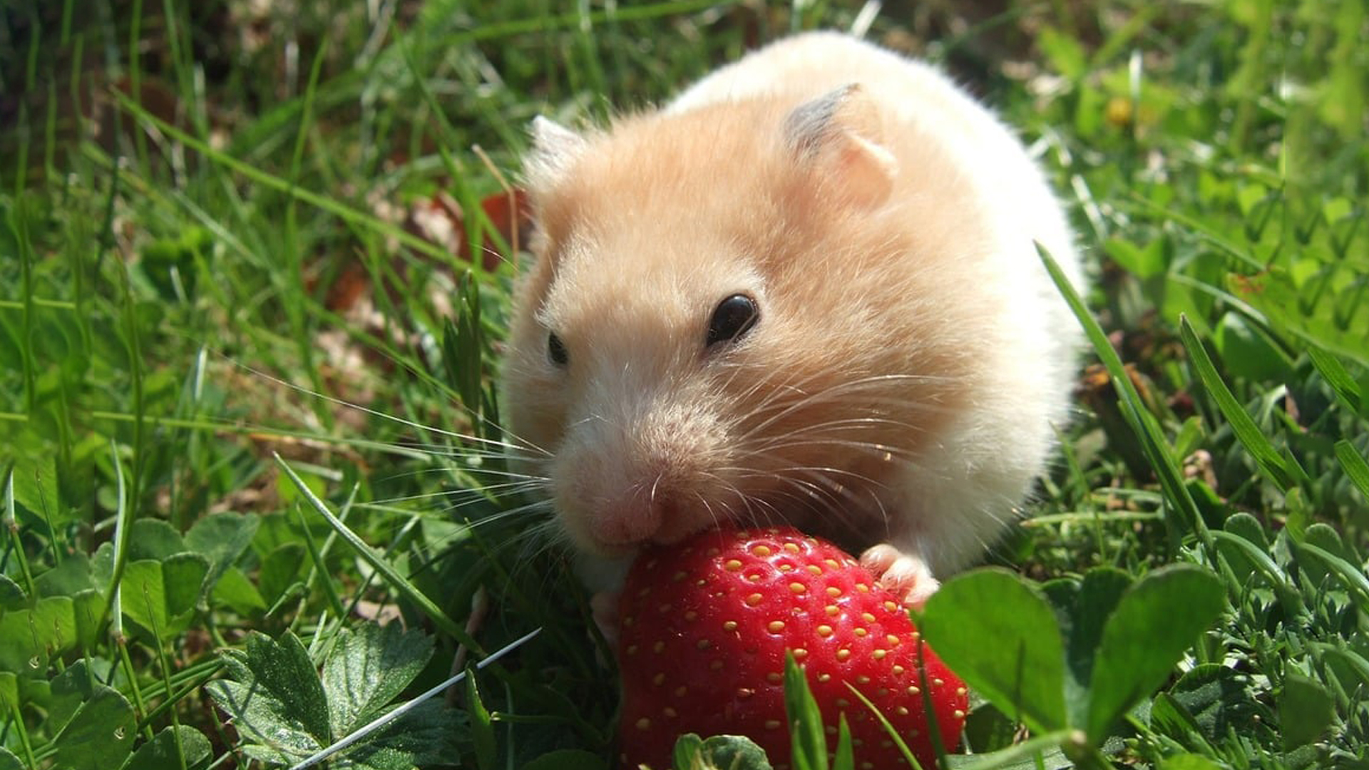 Can Hamsters Eat Strawberries?