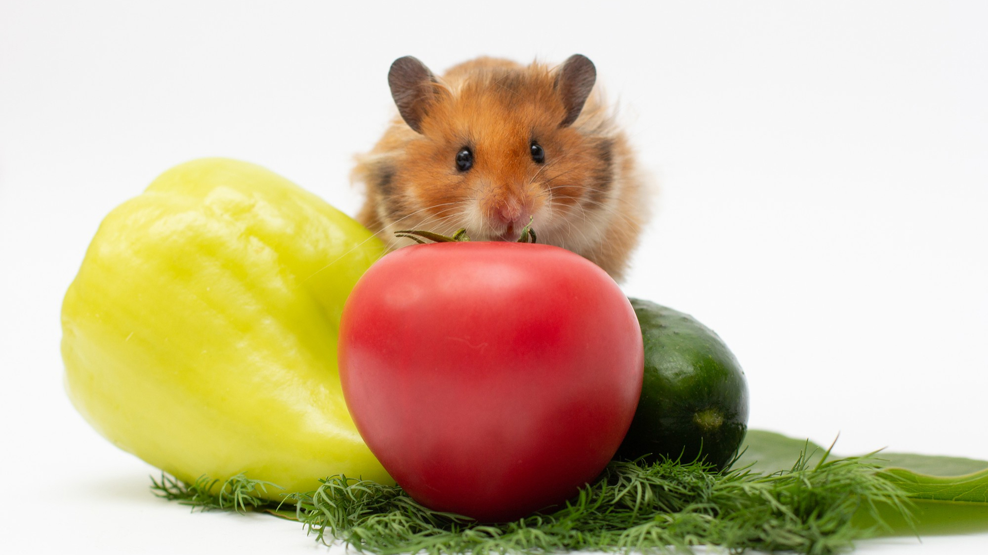 Can Hamsters Eat Tomatoes?