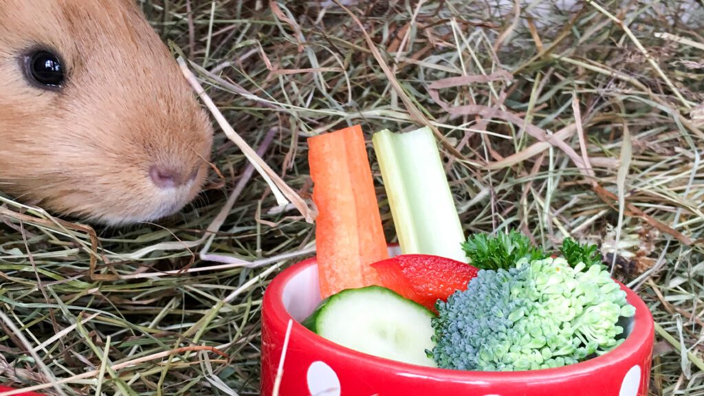 Safe foods for a hamster to eat.