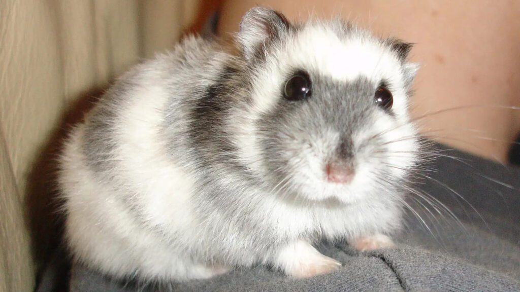 Campbell's Dwarf Hamster
