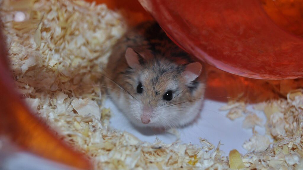 Roborovski breed of hamster.