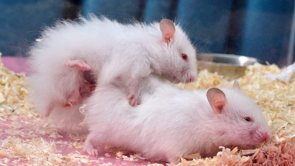 Syrian breed of hamster.