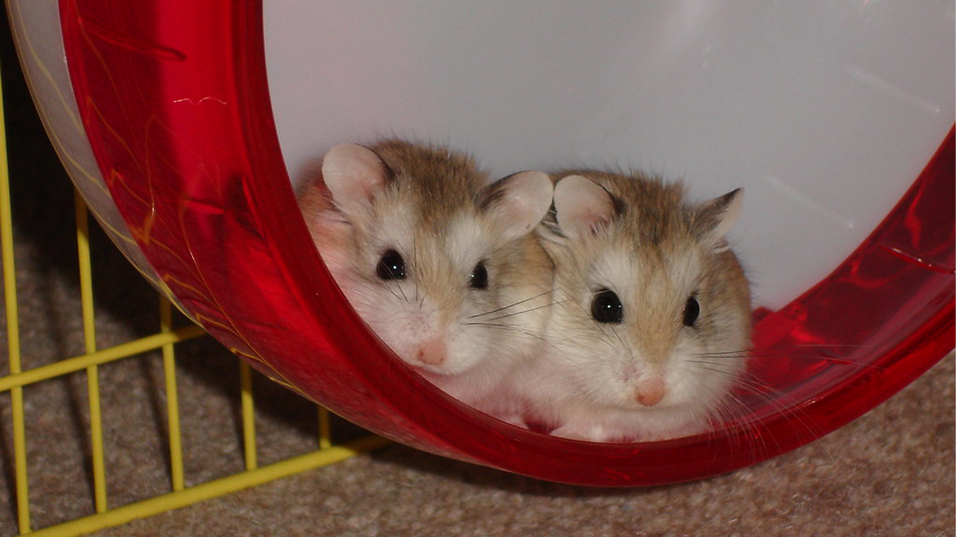 What are different breeds Of Hamsters?