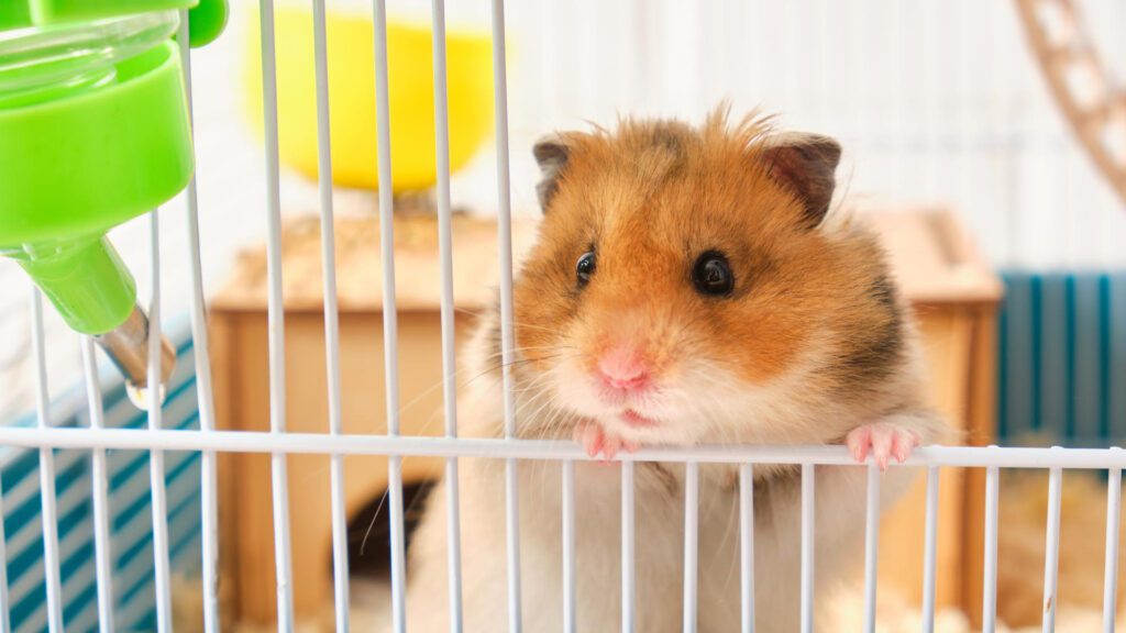 Place your hamsters cage in a cool environment.