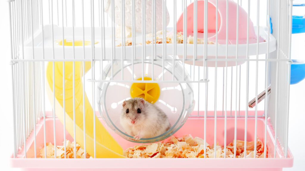 Hamster water bottle in cage.