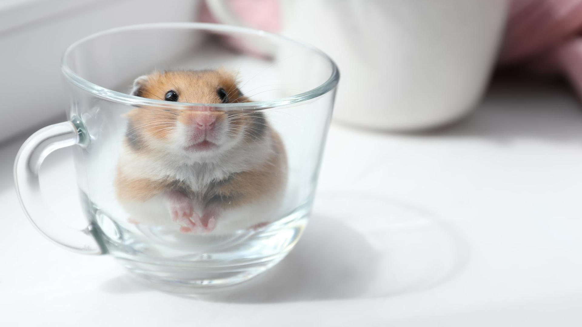 Hamster And Water
