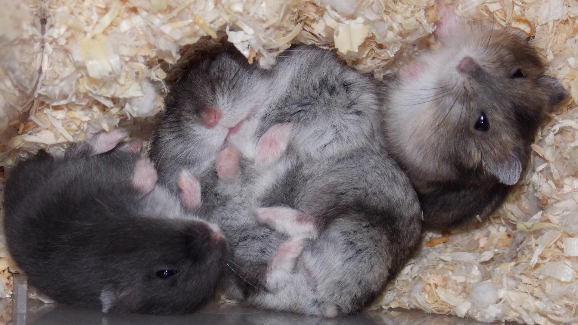 Do Hamsters Hibernate?