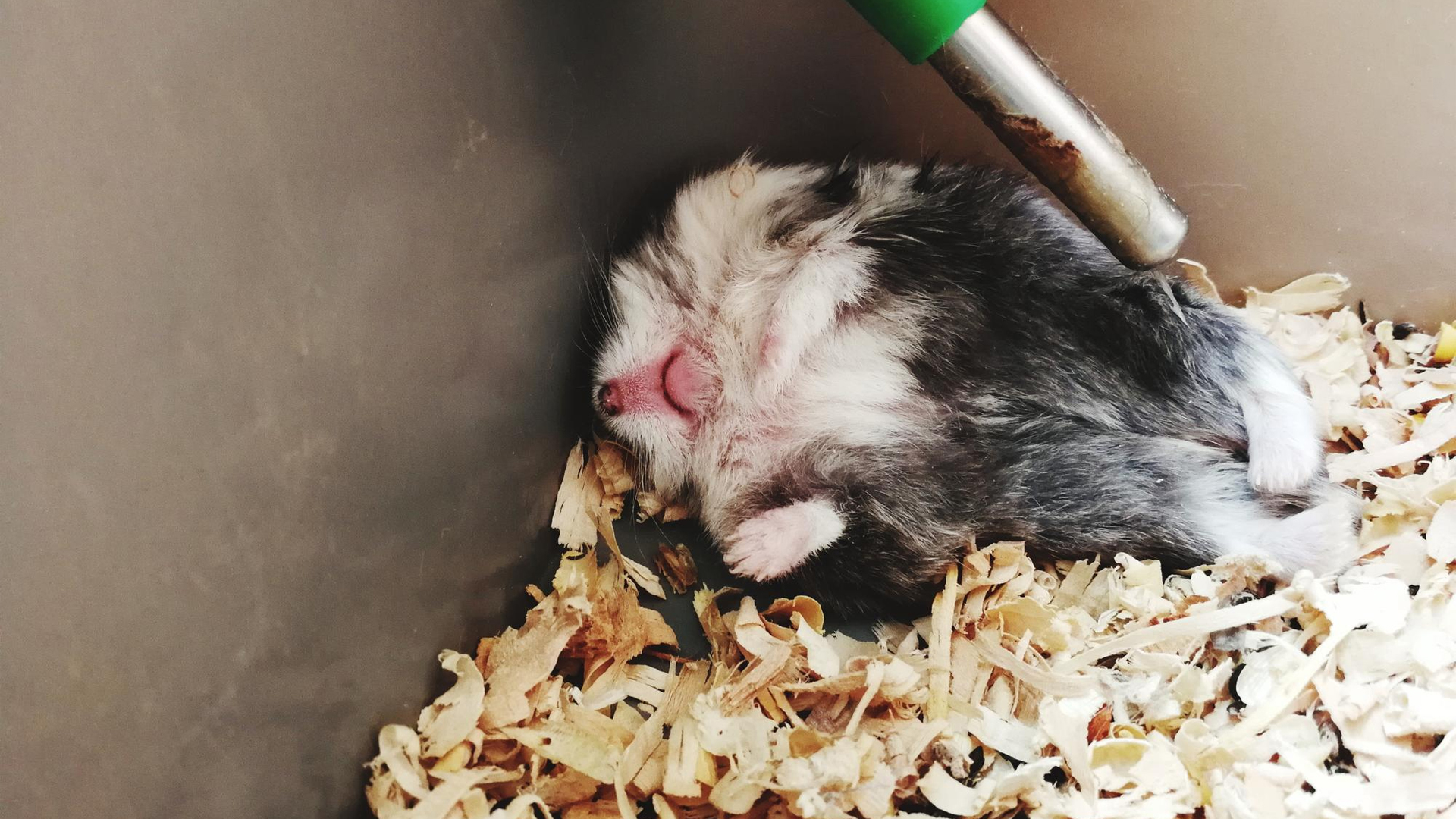 Do Hamsters Die So Easily?