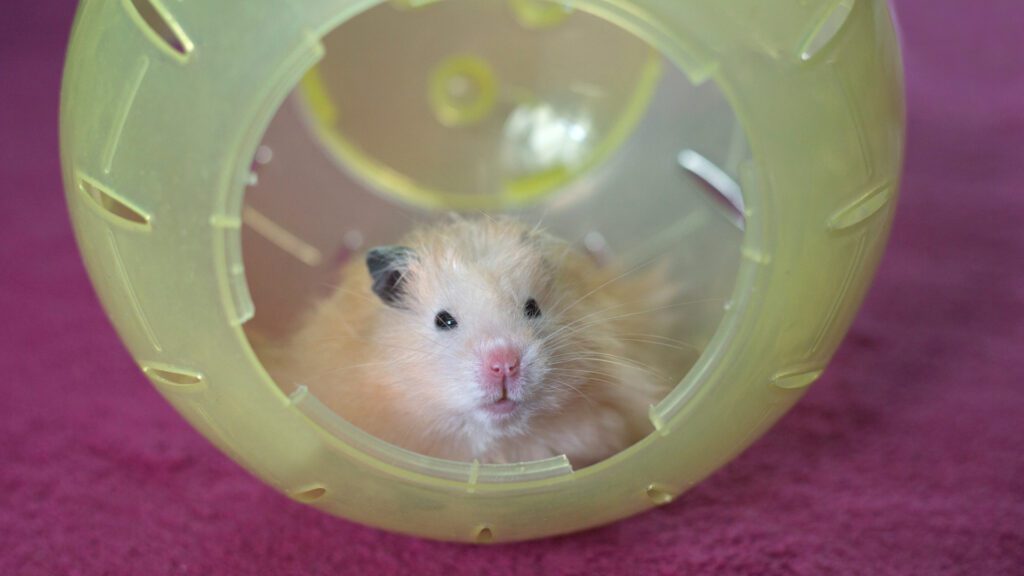 Hamsters old age can also be the cause of death.